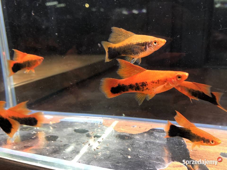 Mieczyk Tuxedo delta łódzkie