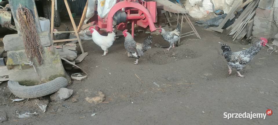 Sprzedam koguty Drób i ptactwo Sobieska Wola Druga