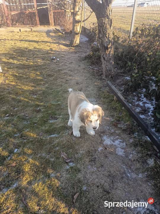 śliczne owczarki środkowoazjatyckie Czarnożyły