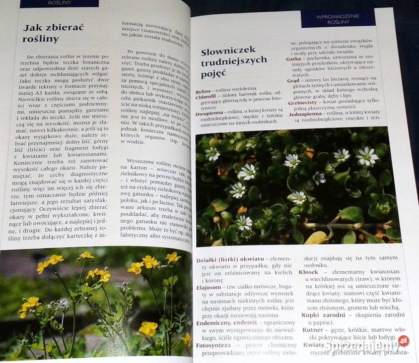 Atlas roślin Pascal Renata KrzyściakKosińska M miękka Chełm