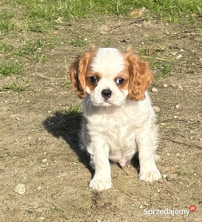 Cavalier King charles spaniel Mrocza