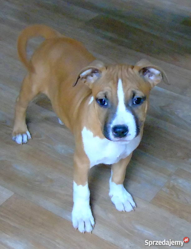 piękne szczenięta american staffordshire terrier Amstaff mazowieckie Rozdziały