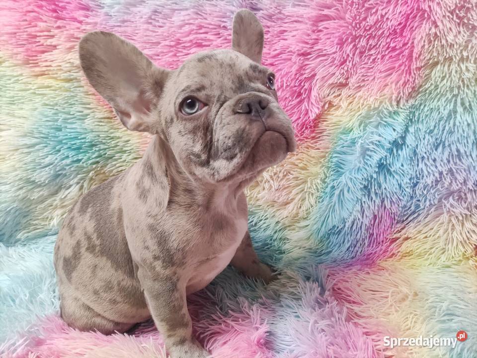 Buldog francuski lilac merle Wronki