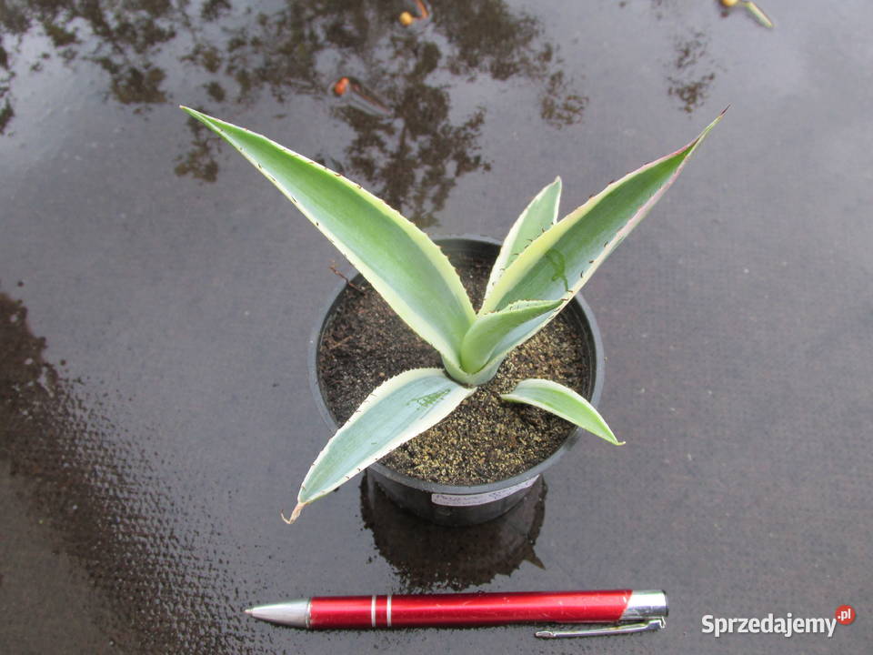 Agawa kolekcjonerska Agave guiengola Creme małopolskie Kraków sprzedam