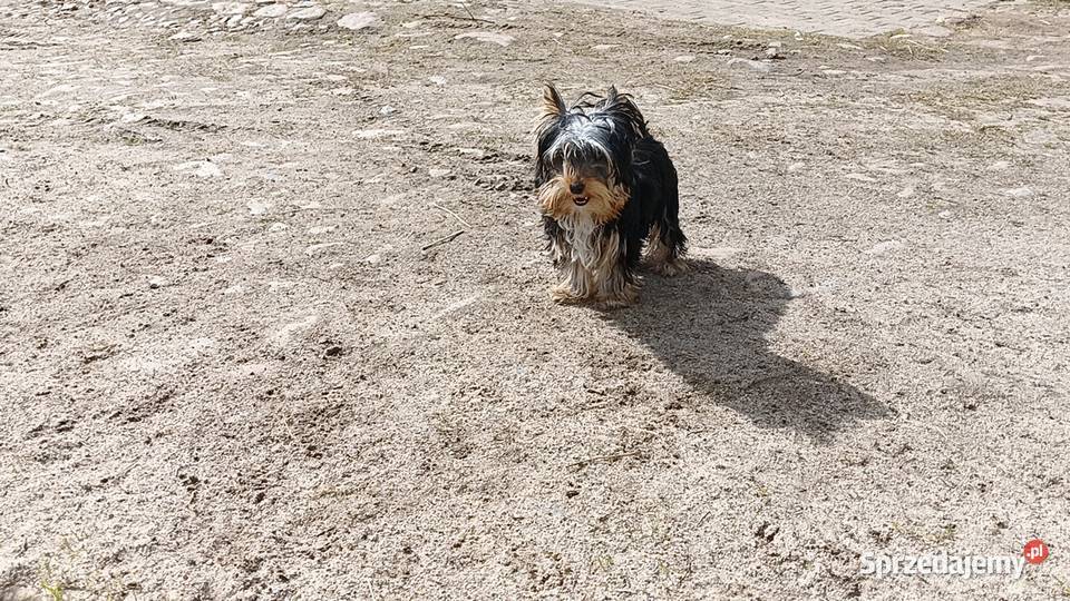 Yorkshire Terrier Enzo Boy 6mc Grzybno