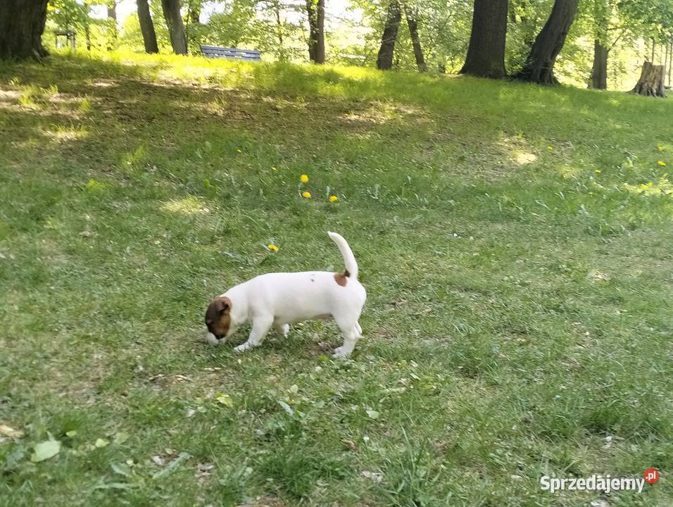 Piesek Jack Russell Terrier FCI ZKwPWrocław Wrocław