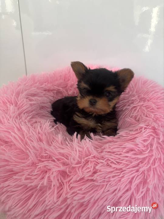 Yorkshire terrier mini Świecko