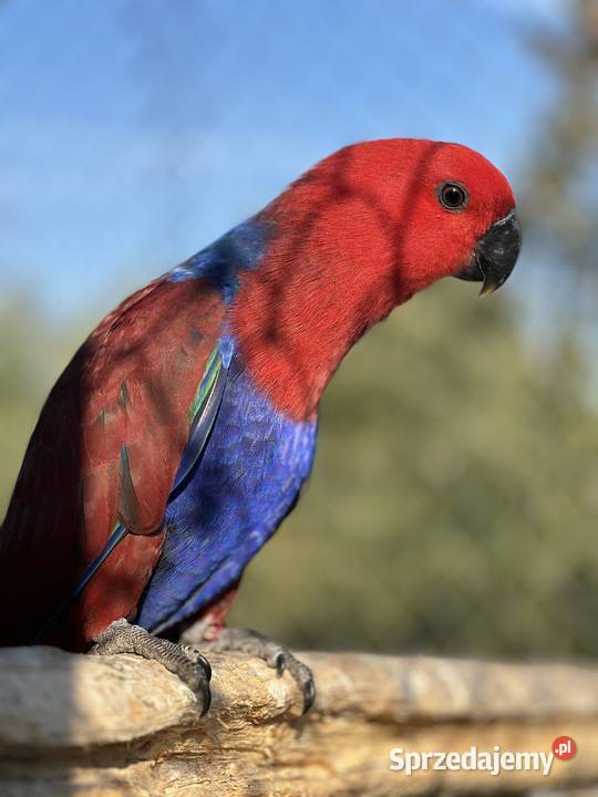 Lory Wielkie Barwnice Eclectus samice ręcznie podlaskie Białystok