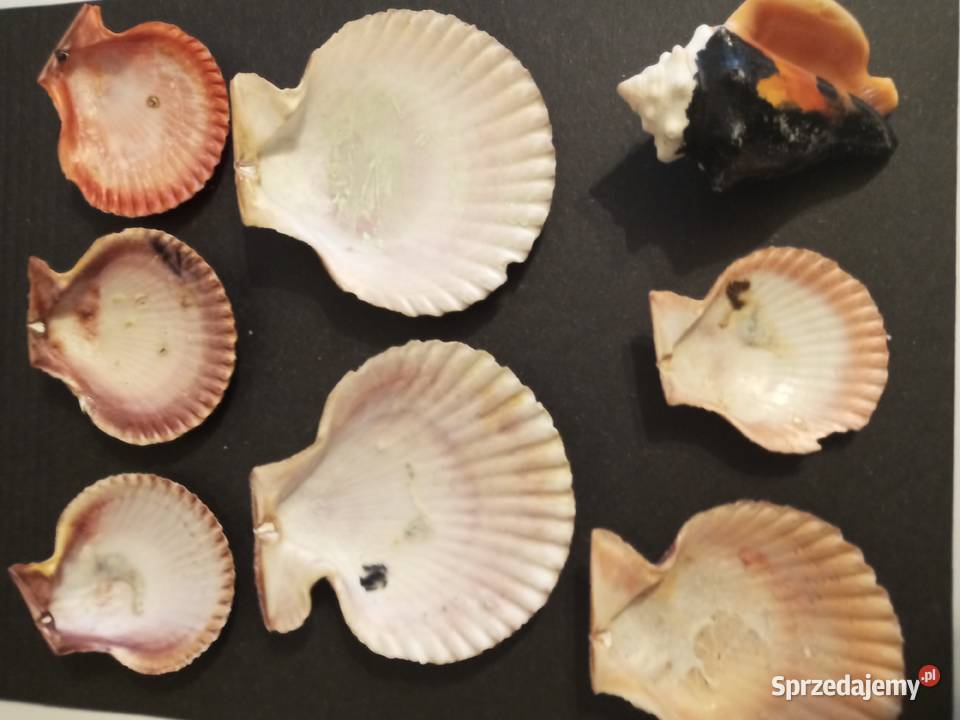 MUSZELKI zachodniopomorskie sprzedam