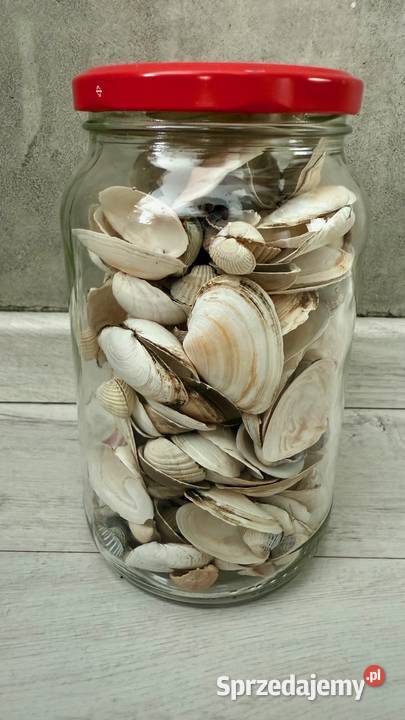 Muszle muszelki ozdobne naturalne Polska Dekoracje i ozdoby Łódź