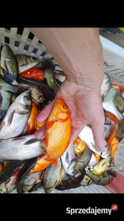 ŻYWE RYBY JESIOTRY ALBINOS SIEWRUGA SYBERYJSKI Słupca