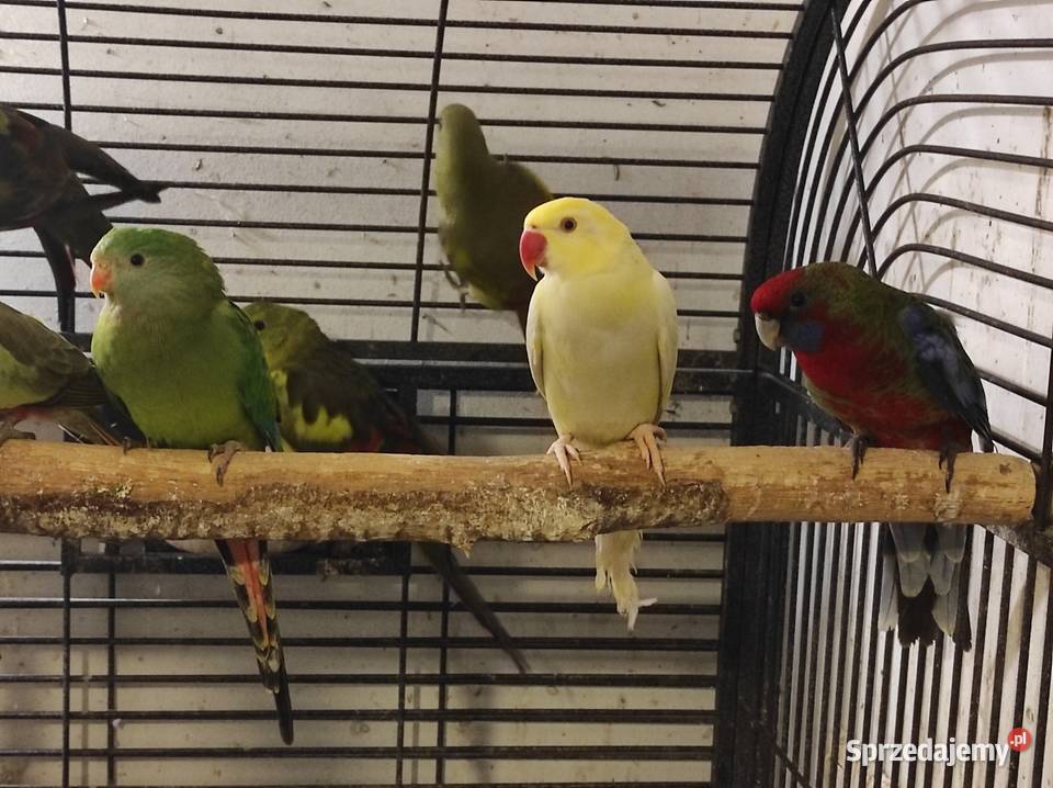 Aleksandretta obrożna cremino samica Rębków