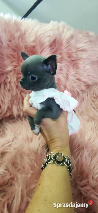 Gotowa Do OdbioruNiebieska Mini Chihuahua Ciszkowo