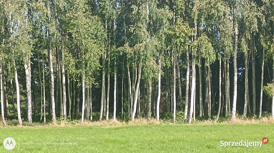 Dziewicza działka z linią brzegową rzeki Wkry 05 Szyjki