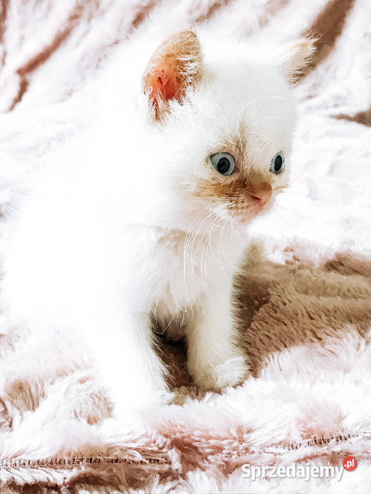 Koty pers brytyjski czarny szylkret białe łódzkie Sieradz