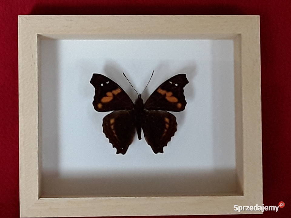 Motyl w ramce 12x10 Doxocopa ellis 50 mm Szczecin
