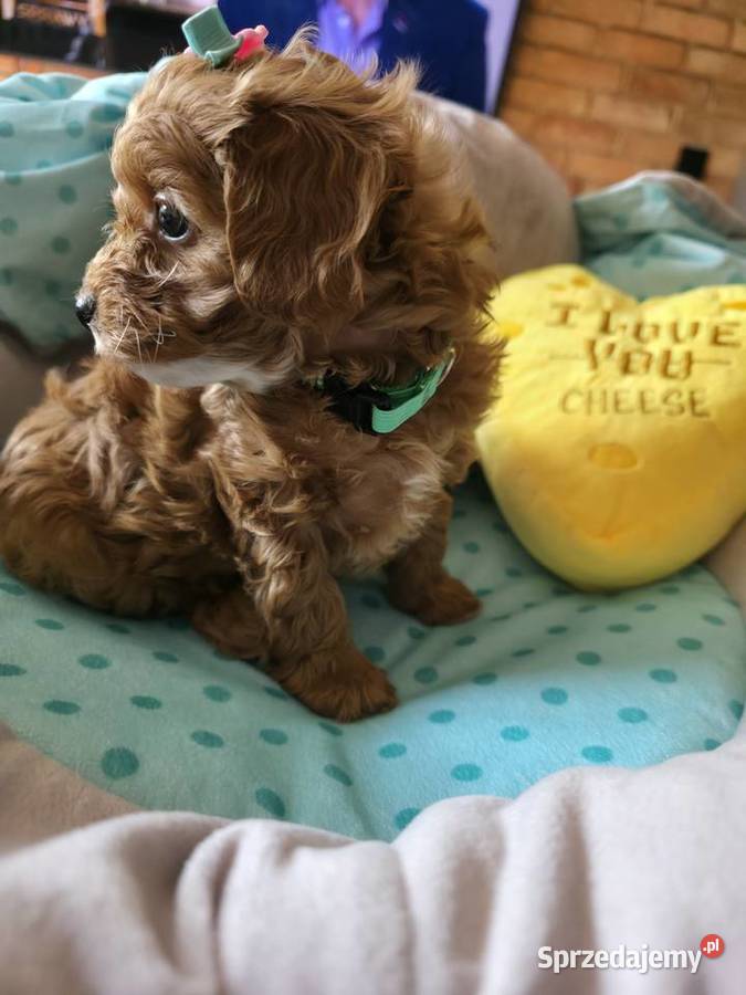 Maltipoo suczka Wyszków sprzedam