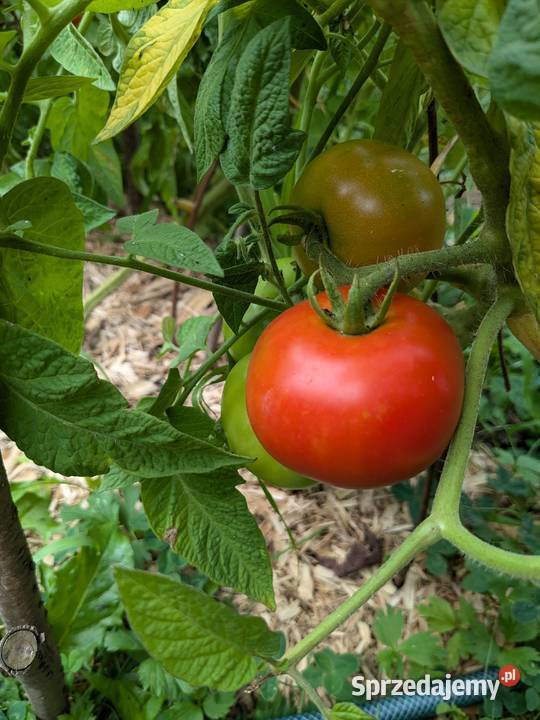Pomidor Syberii odporny na zarazę nasiona Kraków