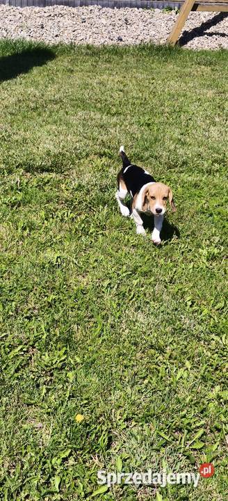 Piesek Beagle tricolor metryka czip wyprawka łódzkie Poddębice