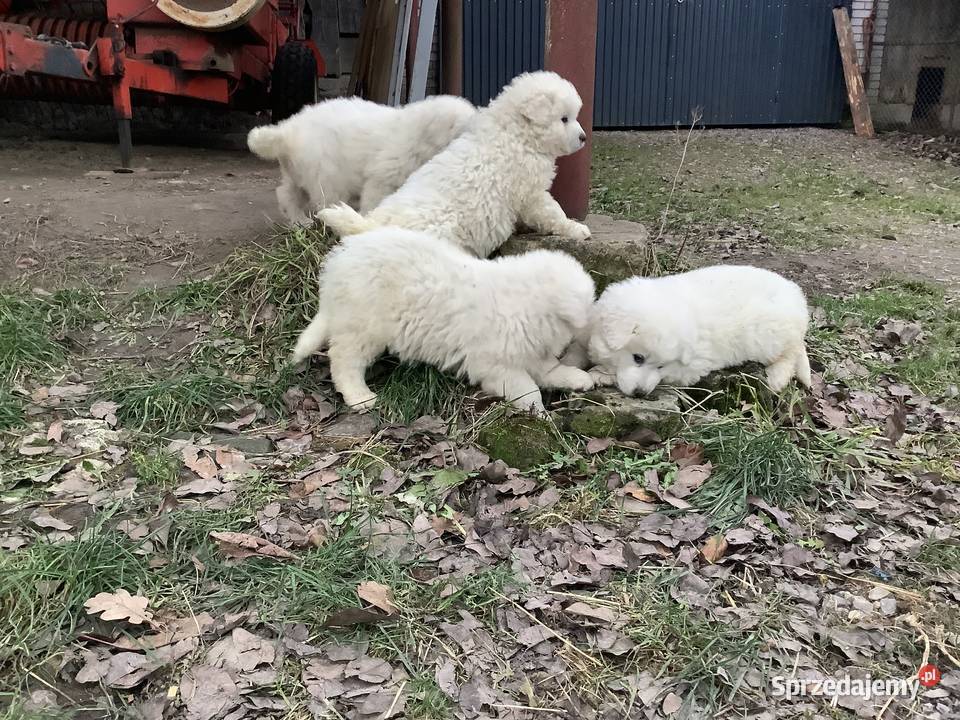 Owczarki podhalańskie szczeniaki świętokrzyskie Brzezie