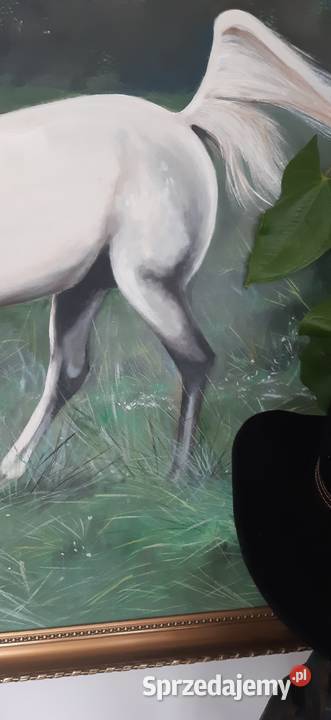 Ogier arabski Góra Kalwaria