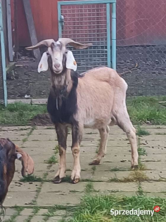 Koziołek anglonubijski