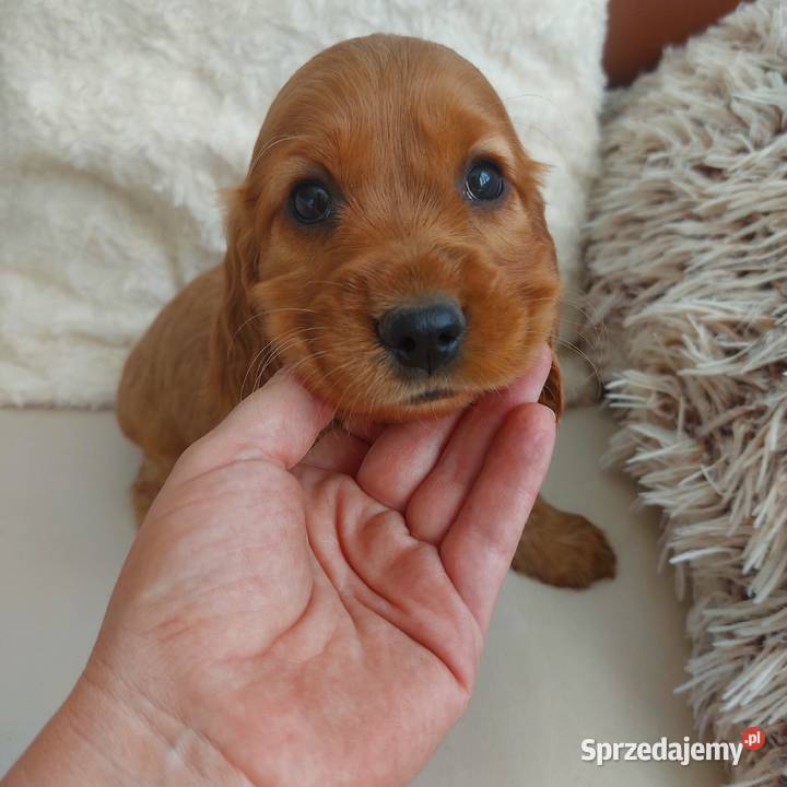 Cocker spaniel angielski złota suczka
