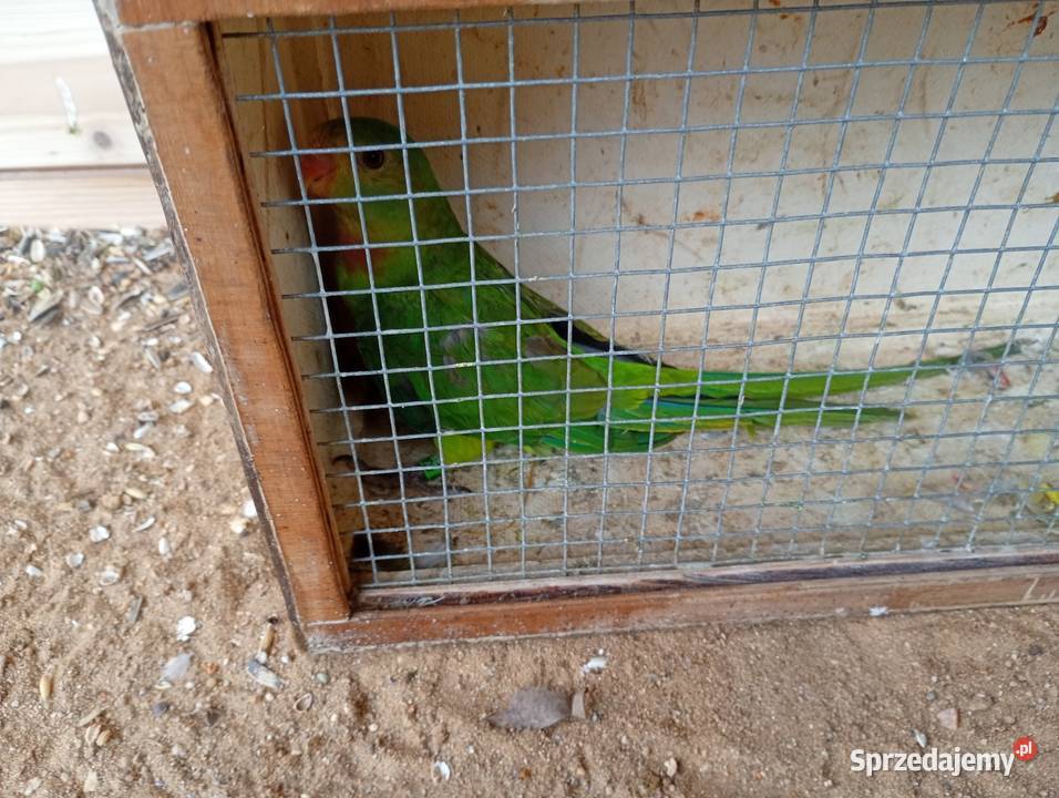 Samczyk barabandy Ptaki