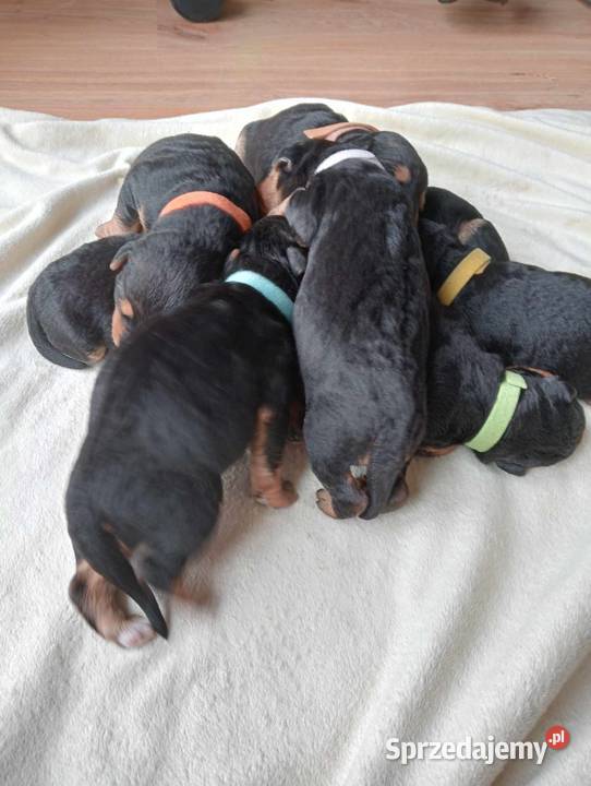 Airedale Terrier szczenięta Lublin