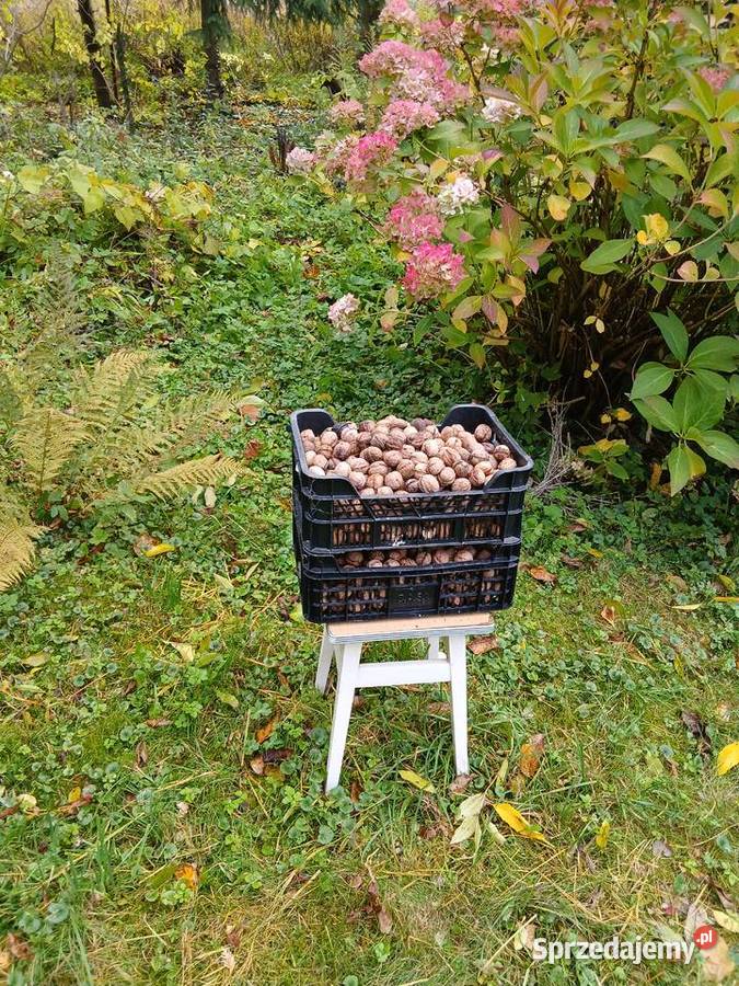 Orzechy włoskie w łupinie