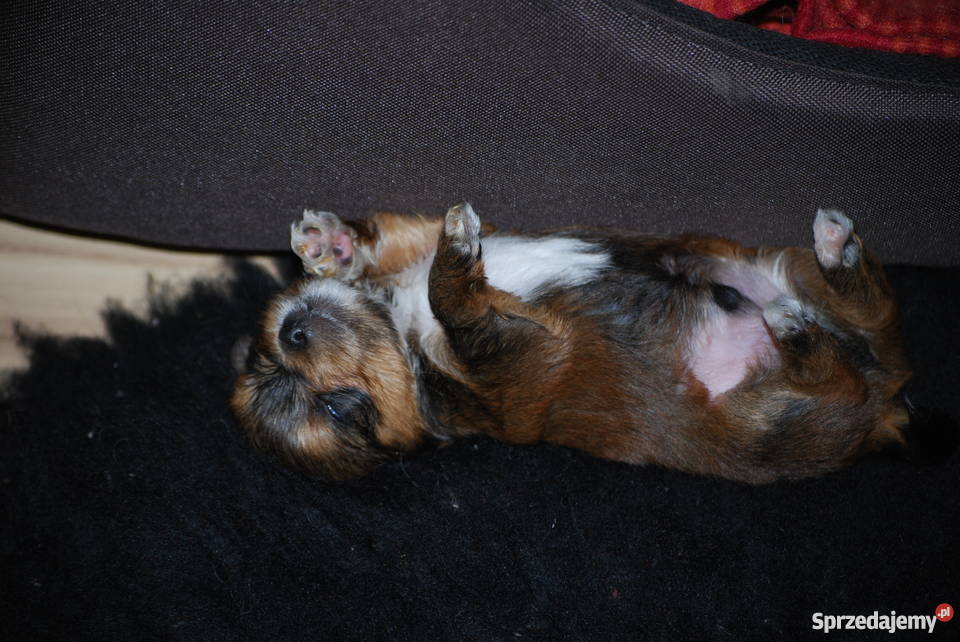 York Miniaturka łódzkie Łódź