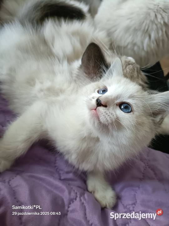 Kocurek 100 Ragdoll FPL Pełczyce