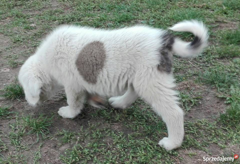 Owczarek środkowoazjatycki piesek mazowieckie