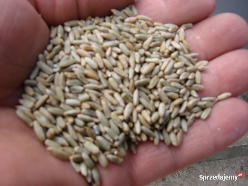 Sprzedam żyto Rolnictwo Oborniki sprzedam