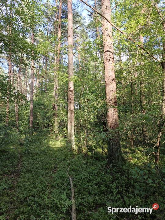 Sprzedam Las 6zł/m2 Sarnowo