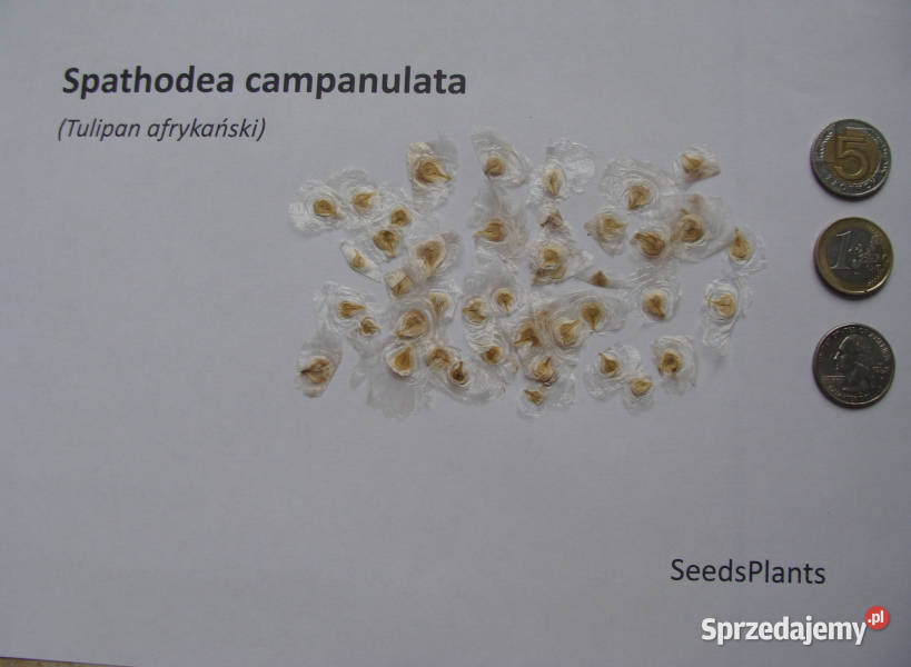 TULIPAN AFRYKAŃŚKI Spathodea campanulataNASIONA Lubanie