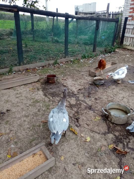 Kaczki kaczory z 2026 roku Działoszyce
