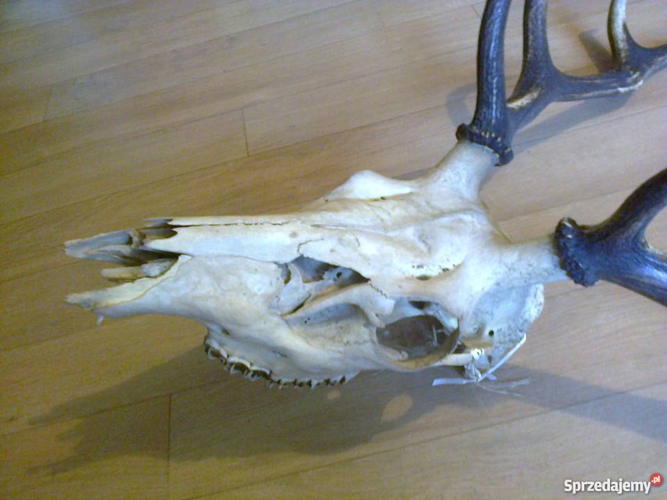 Poroże jelenia z czaszką Lubawa