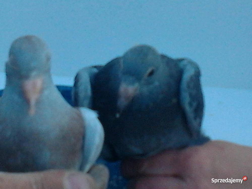 młode gołębie pocztowe Czarnków