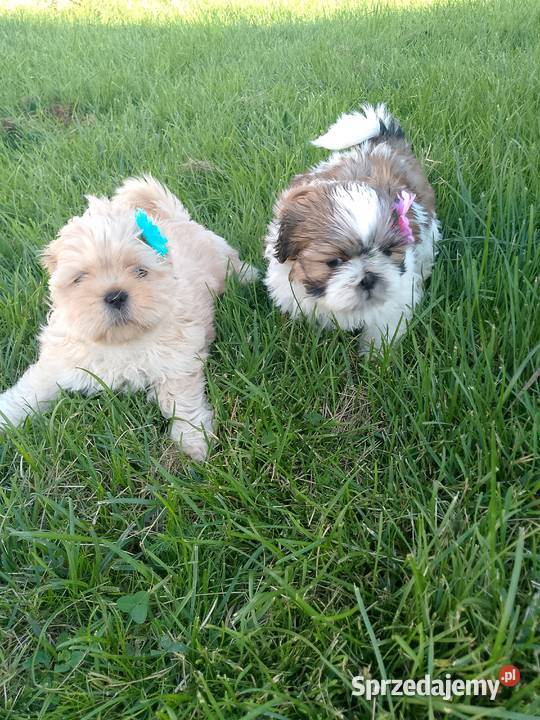Do odbioru jasny piesek rasy ShihTzu Namysłów