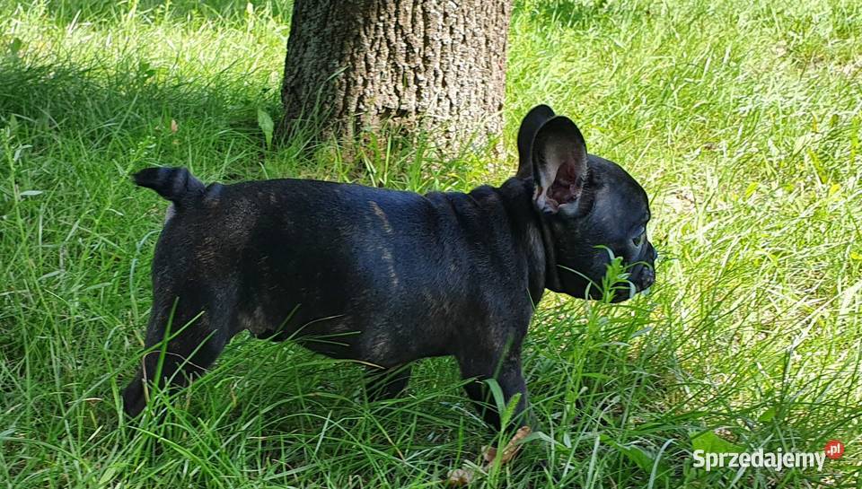 Benny Buldog Francuski 8 tygodniowy Gotowy