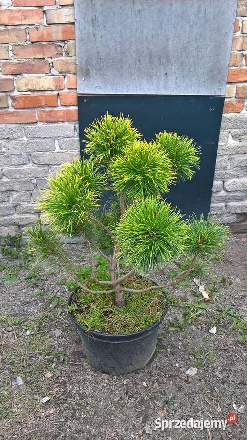 Ogrodowe Bonsai Sosny Mszczonów