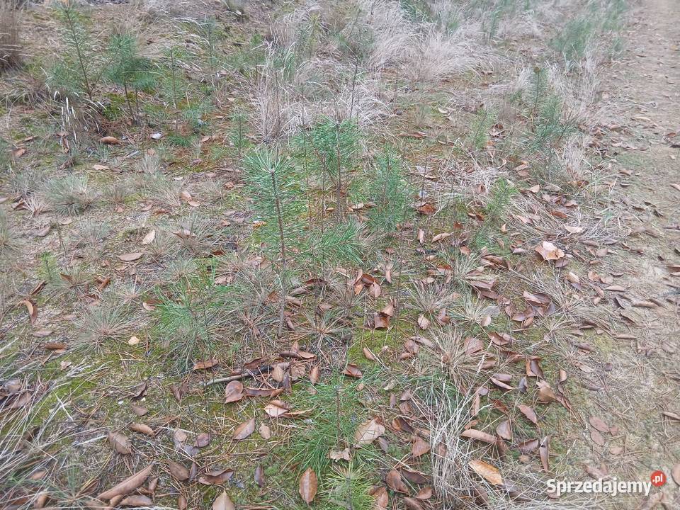 Sadzonki sosny dębu Akcji Brzozy Konin
