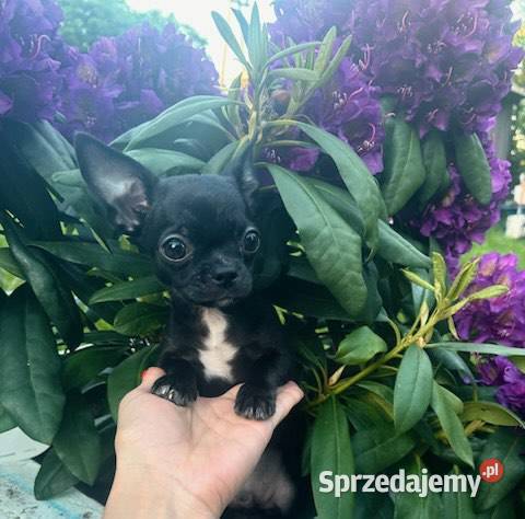 Chihuahua szczeniak Raczyce sprzedam