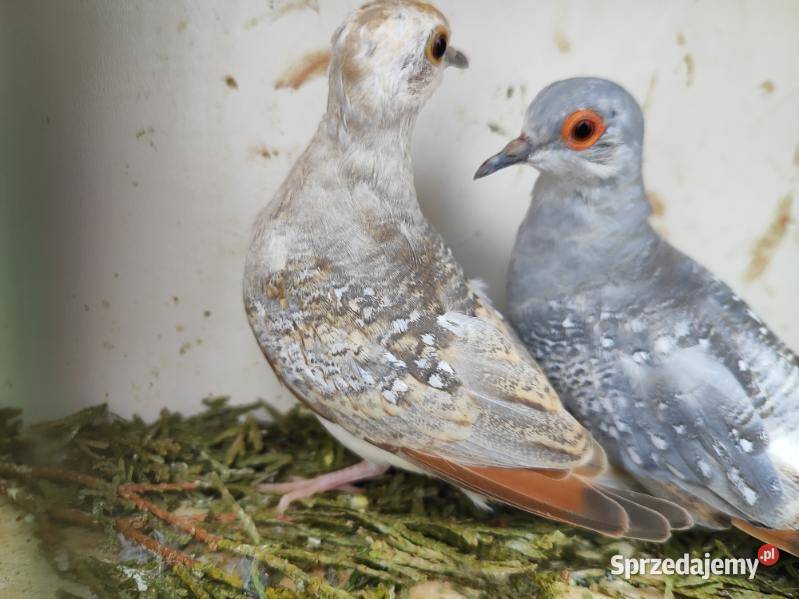Papugi różne gatunki Bochnia sprzedam