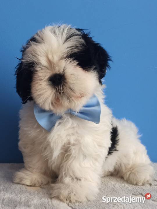 Shih Tzu piesek 4pokoleniowy rodowód ZHPR UCI Zwierzęta Zawiercie