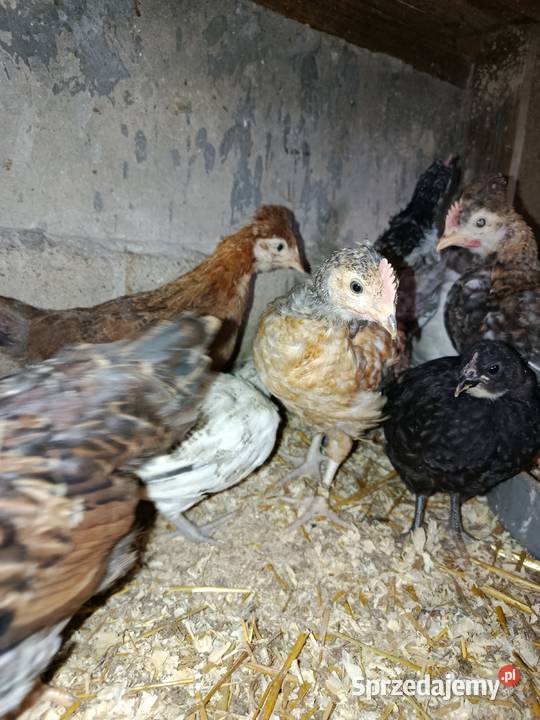 Kurczaki 16 tygodni mix w tym z kolorowym wielkopolskie Lipka sprzedam
