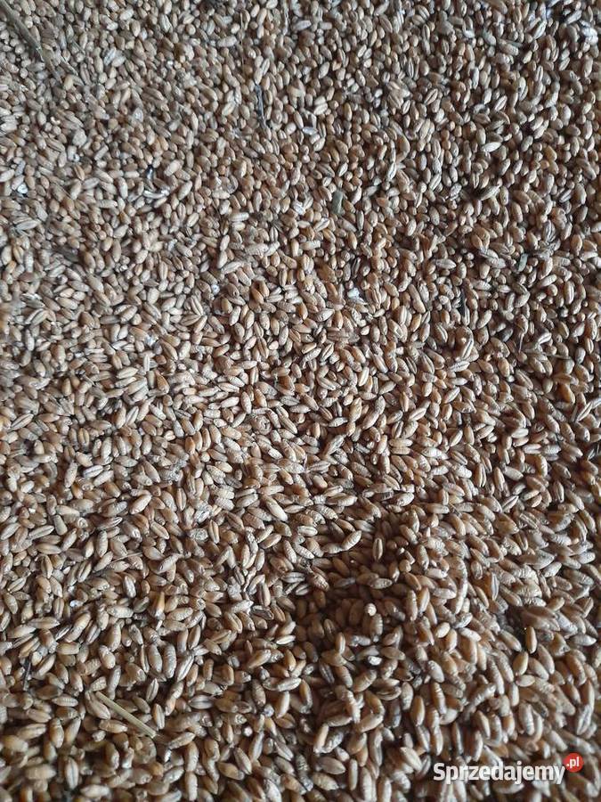 Owies i pszenżyto Pozostałe Żołynia sprzedam