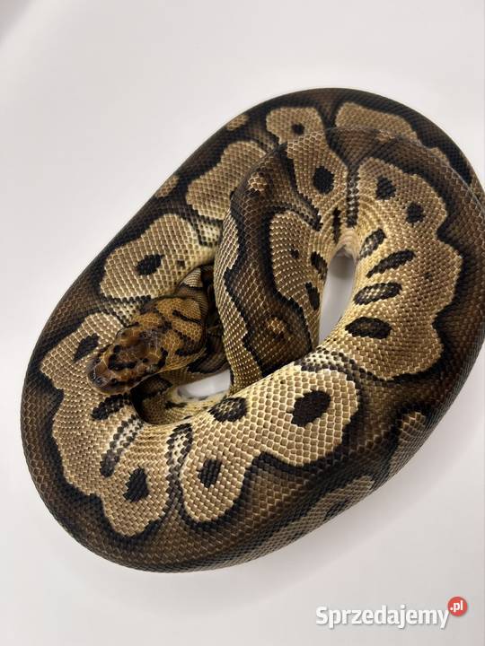 Węże różne odmiany Suchedniów sprzedam
