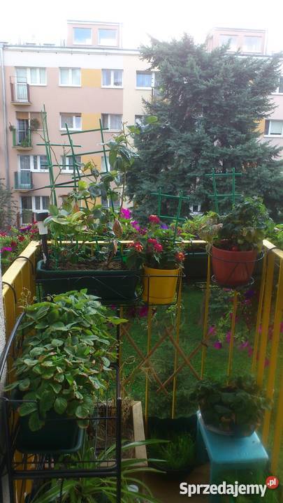 Mieszkanie 38 m2 Wwa Ochota Rakowiec Baleya 12 Liczba pokoi 2 Warszawa